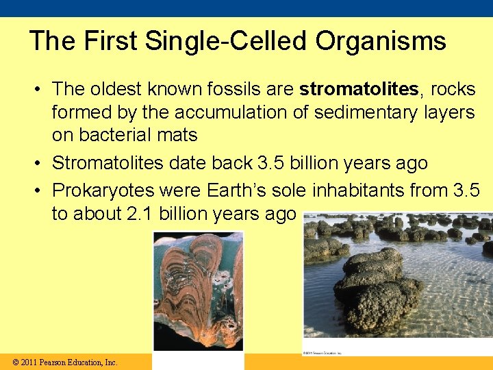 The First Single-Celled Organisms • The oldest known fossils are stromatolites, rocks formed by