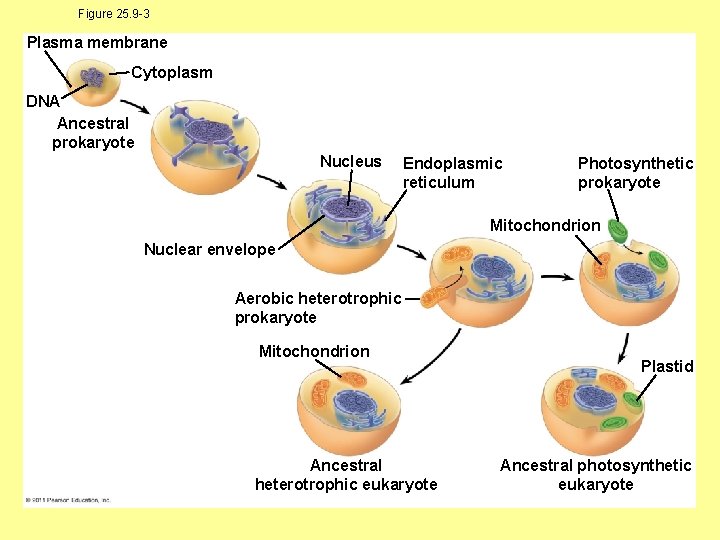 Figure 25. 9 -3 Plasma membrane Cytoplasm DNA Ancestral prokaryote Nucleus Endoplasmic reticulum Photosynthetic