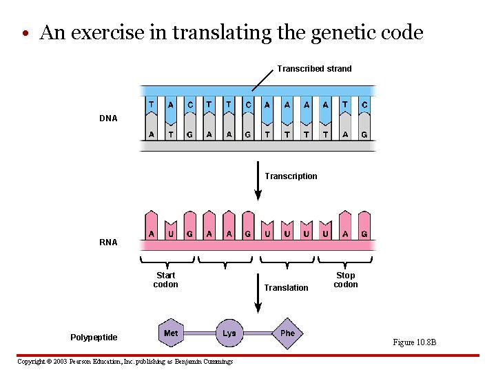  • An exercise in translating the genetic code Transcribed strand DNA Transcription RNA