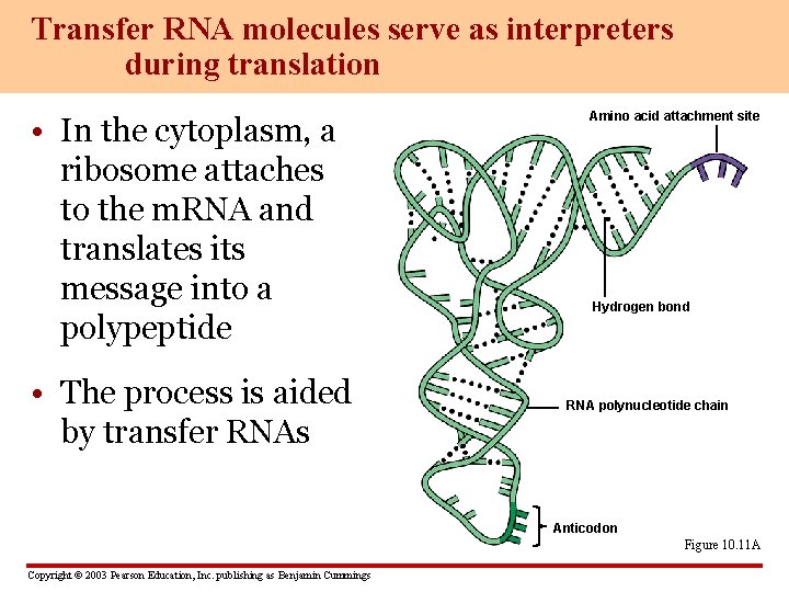 Transfer RNA molecules serve as interpreters during translation • In the cytoplasm, a ribosome