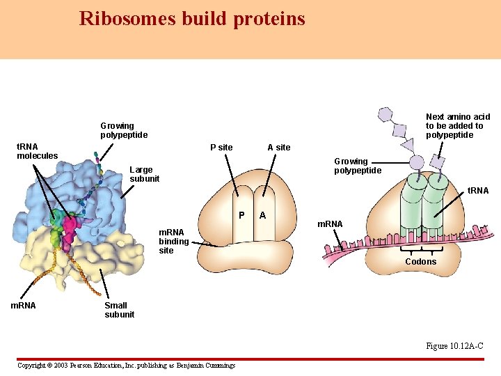 Ribosomes build proteins Next amino acid to be added to polypeptide Growing polypeptide t.