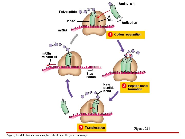 Amino acid Polypeptide A site P site Anticodon m. RNA 1 Codon recognition m.