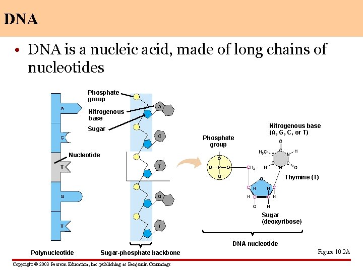 DNA • DNA is a nucleic acid, made of long chains of nucleotides Phosphate