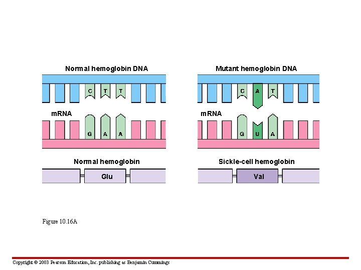 Normal hemoglobin DNA m. RNA Mutant hemoglobin DNA m. RNA Normal hemoglobin Glu Figure