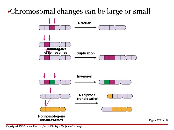  • Chromosomal changes can be large or small Deletion Homologous chromosomes Duplication Inversion