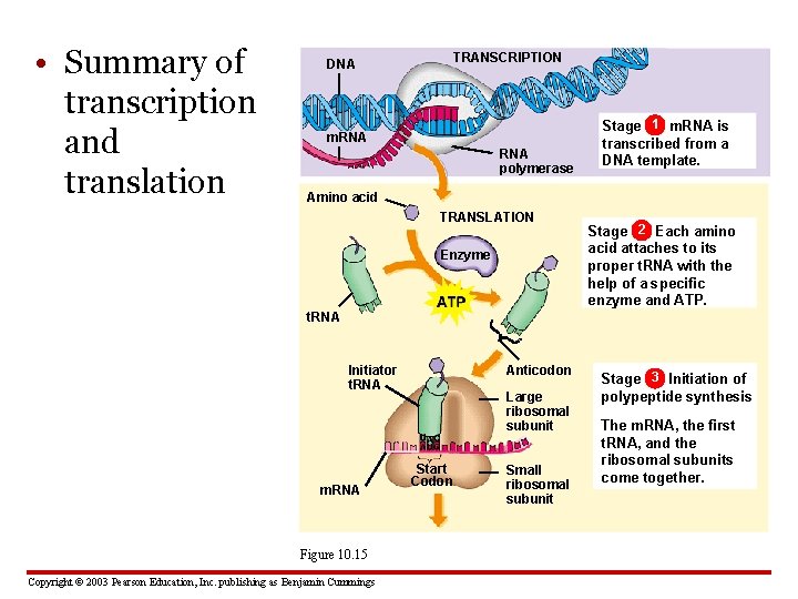  • Summary of transcription and translation TRANSCRIPTION DNA m. RNA polymerase Stage 1