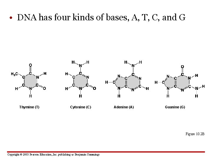  • DNA has four kinds of bases, A, T, C, and G Thymine