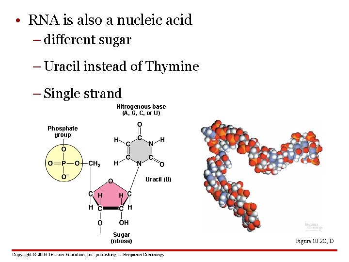  • RNA is also a nucleic acid – different sugar – Uracil instead