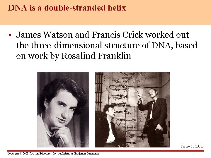 DNA is a double-stranded helix • James Watson and Francis Crick worked out the