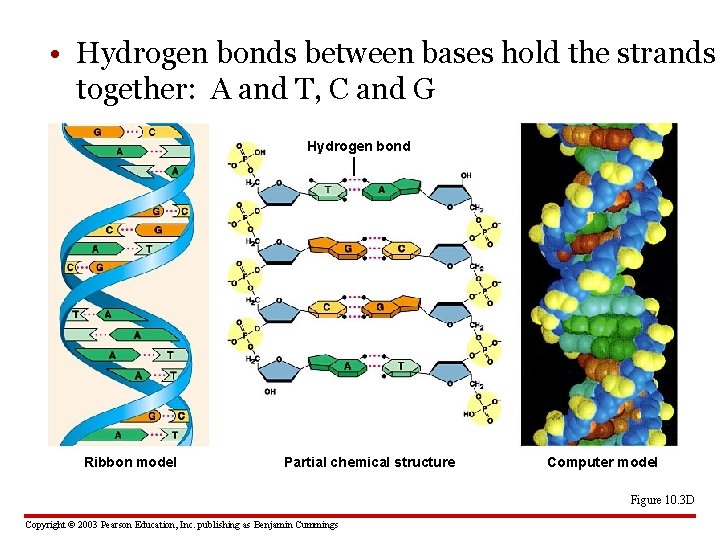  • Hydrogen bonds between bases hold the strands together: A and T, C