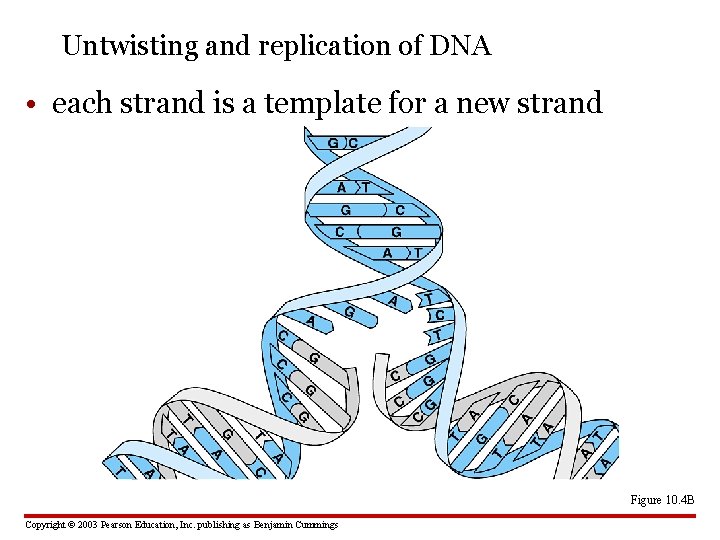 Untwisting and replication of DNA • each strand is a template for a new