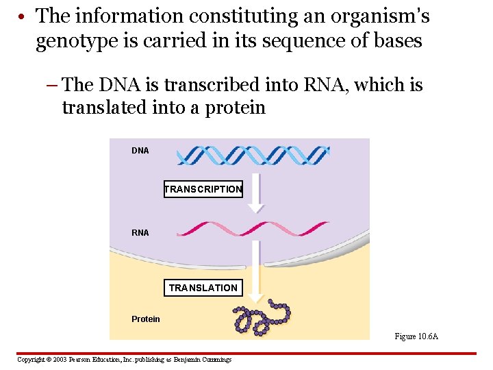  • The information constituting an organism’s genotype is carried in its sequence of
