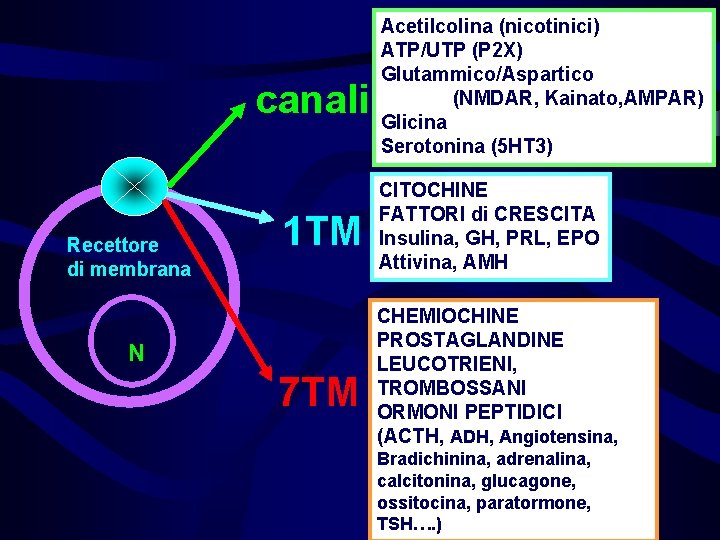 canali Recettore di membrana 1 TM N 7 TM Acetilcolina (nicotinici) ATP/UTP (P 2 canali Recettore di membrana 1 TM N 7 TM Acetilcolina (nicotinici) ATP/UTP (P 2