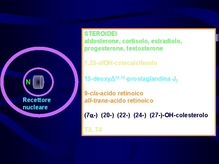 STEROIDEI aldosterone, cortisolo, estradiolo, progesterone, testosterone 1, 25 -di. OH-colecalciferolo N Recettore nucleare 15