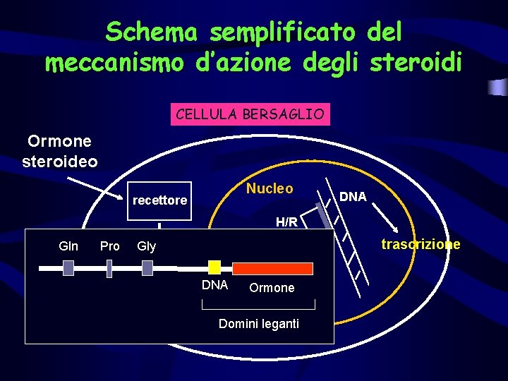 Schema semplificato del meccanismo d’azione degli steroidi CELLULA BERSAGLIO Ormone steroideo Nucleo recettore DNA