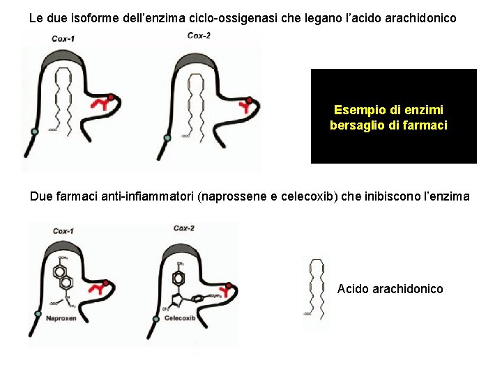 Le due isoforme dell’enzima ciclo-ossigenasi che legano l’acido arachidonico Esempio di enzimi bersaglio di