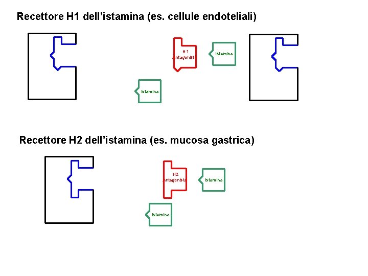 Recettore H 1 dell’istamina (es. cellule endoteliali) H 1 Antagonista Istamina Recettore H 2