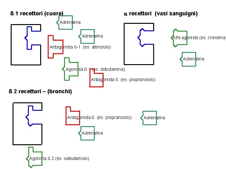  recettori (vasi sanguigni) ß 1 recettori (cuore) Adrenalina Alfa agonista (es. clonidina) Antagonista