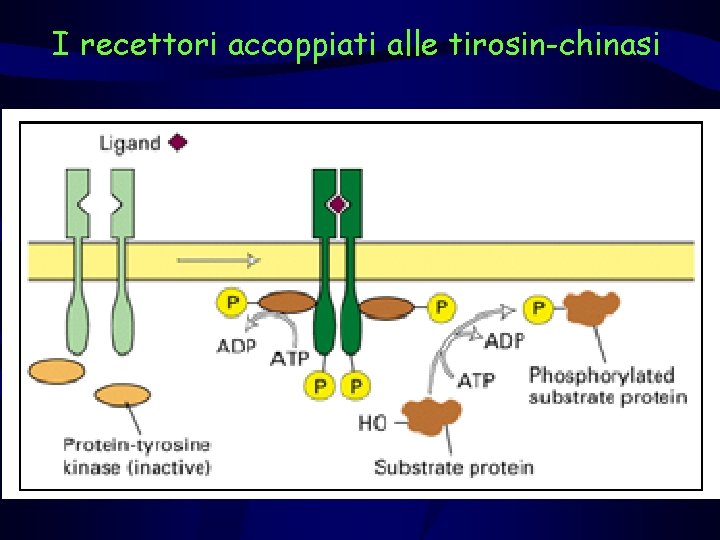 I recettori accoppiati alle tirosin-chinasi 