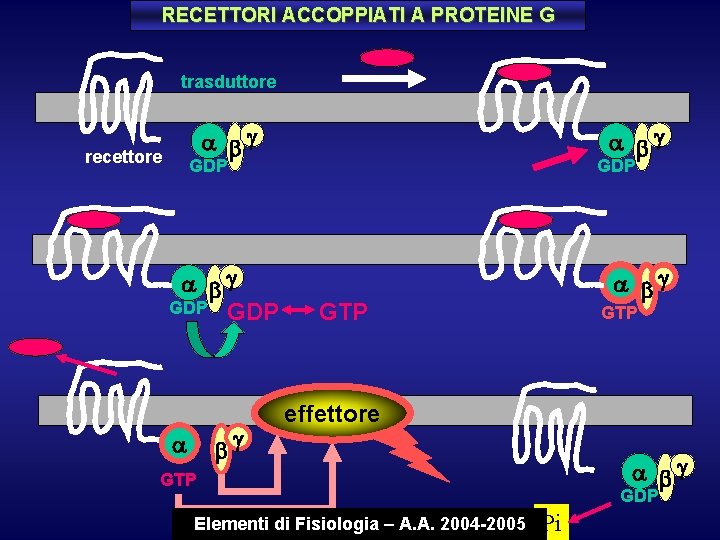 RECETTORI ACCOPPIATI A PROTEINE G trasduttore bg recettore bg GDP GDP bg GDP bg
