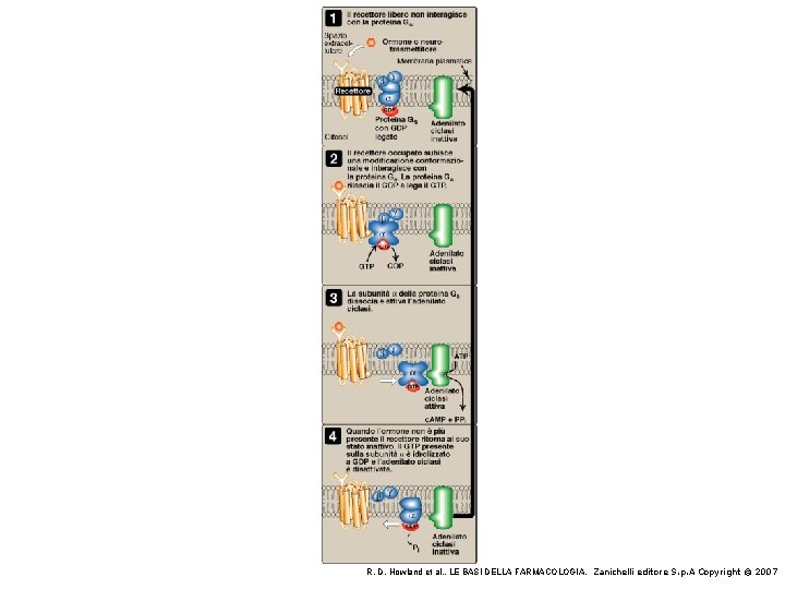 R. D. Howland et al. , LE BASI DELLA FARMACOLOGIA, Zanichelli editore S. p. R. D. Howland et al. , LE BASI DELLA FARMACOLOGIA, Zanichelli editore S. p.