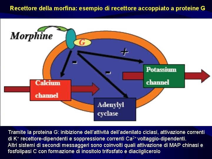 Recettore della morfina: esempio di recettore accoppiato a proteine G Tramite la proteina G: