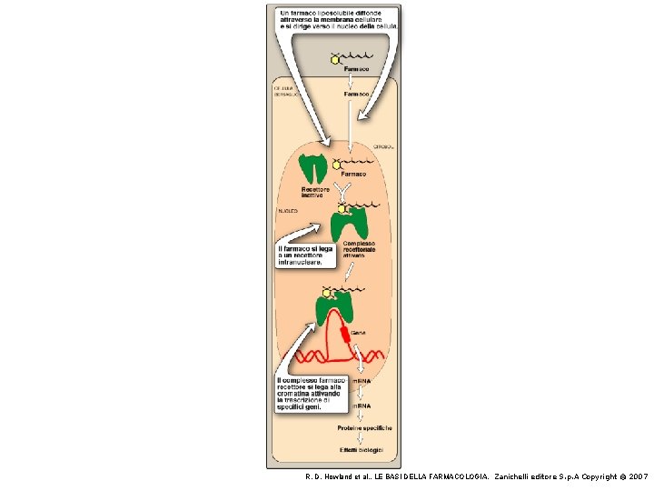 R. D. Howland et al. , LE BASI DELLA FARMACOLOGIA, Zanichelli editore S. p.