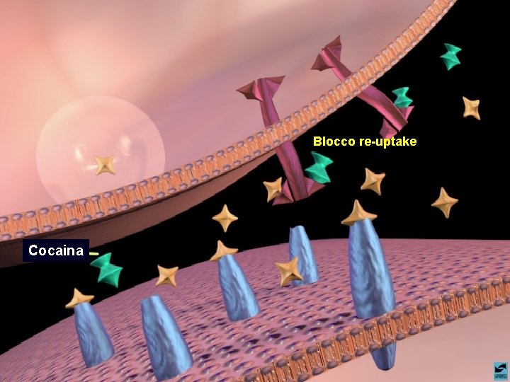 Blocco re-uptake Cocaina 