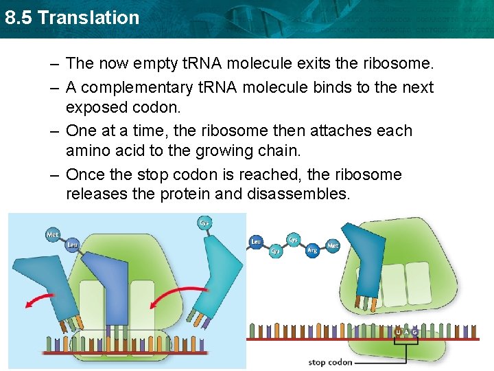 8. 5 Translation – The now empty t. RNA molecule exits the ribosome. –