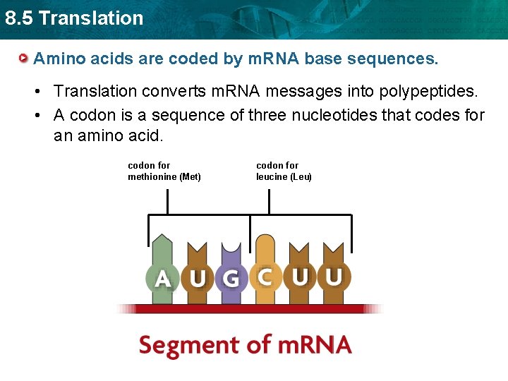 8. 5 Translation Amino acids are coded by m. RNA base sequences. • Translation