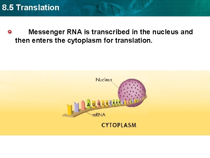 8. 5 Translation Messenger RNA is transcribed in the nucleus and then enters the
