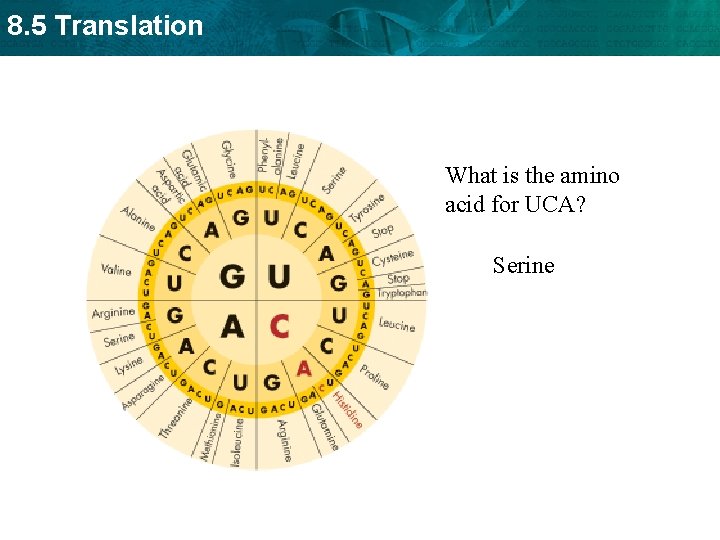 8. 5 Translation What is the amino acid for UCA? Serine 