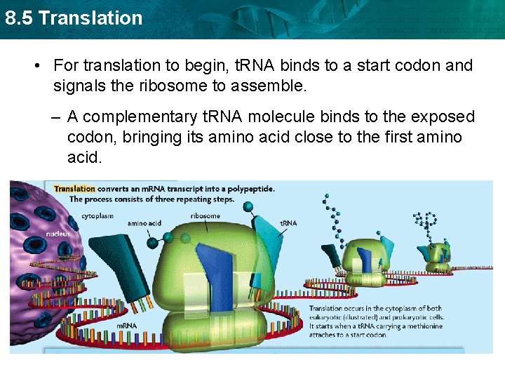 8. 5 Translation • For translation to begin, t. RNA binds to a start