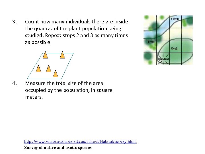 3. Count how many individuals there are inside the quadrat of the plant population