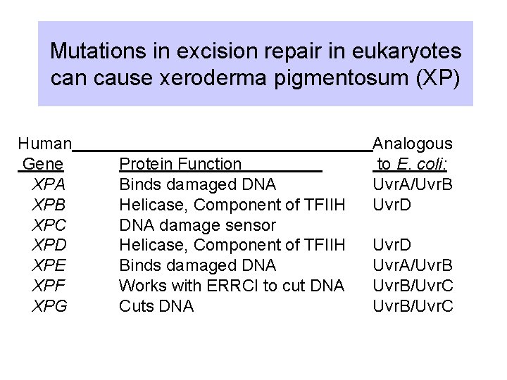 Mutations in excision repair in eukaryotes can cause xeroderma pigmentosum (XP) Human Gene XPA