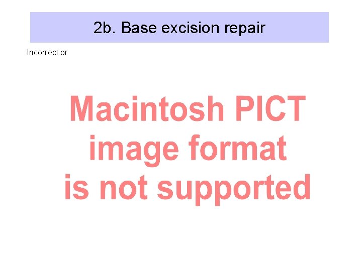2 b. Base excision repair Incorrect or 