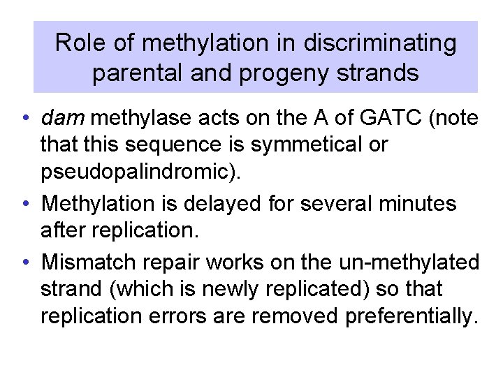 Role of methylation in discriminating parental and progeny strands • dam methylase acts on