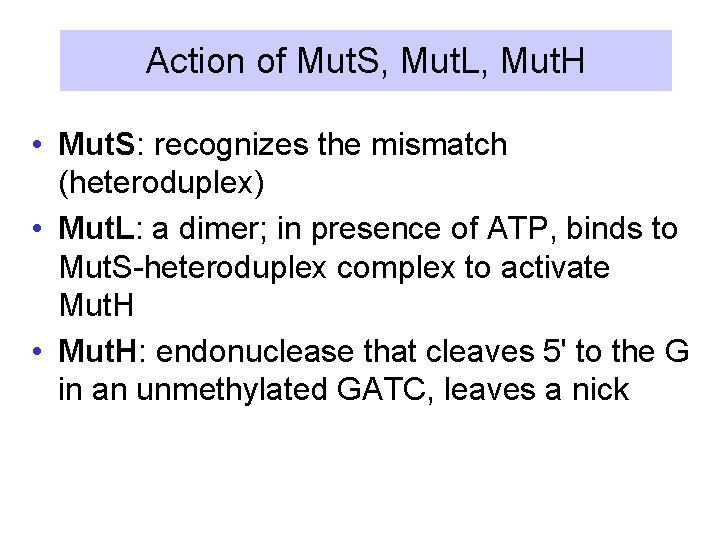 Action of Mut. S, Mut. L, Mut. H • Mut. S: recognizes the mismatch