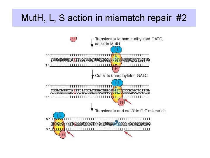 Mut. H, L, S action in mismatch repair #2 