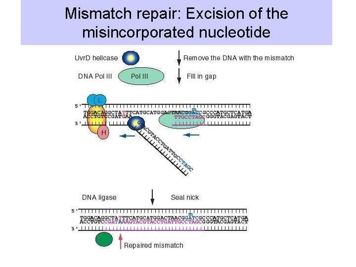 Mismatch repair: Excision of the misincorporated nucleotide 