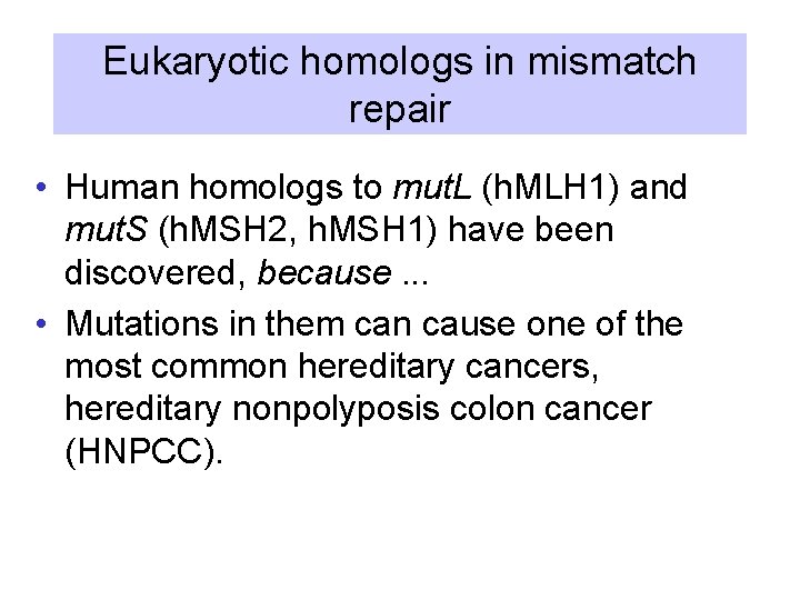 Eukaryotic homologs in mismatch repair • Human homologs to mut. L (h. MLH 1)
