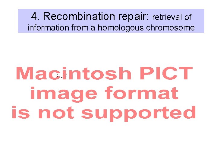 4. Recombination repair: retrieval of information from a homologous chromosome 