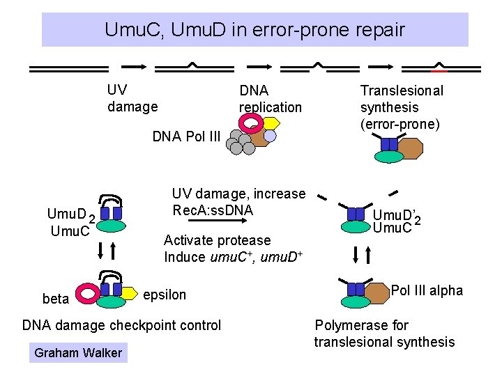 Umu. C, Umu. D in error-prone repair UV damage DNA replication DNA Pol III