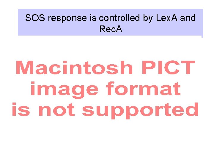 SOS response is controlled by Lex. A and Rec. A 