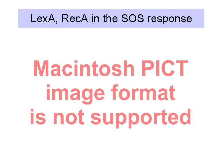 Lex. A, Rec. A in the SOS response 