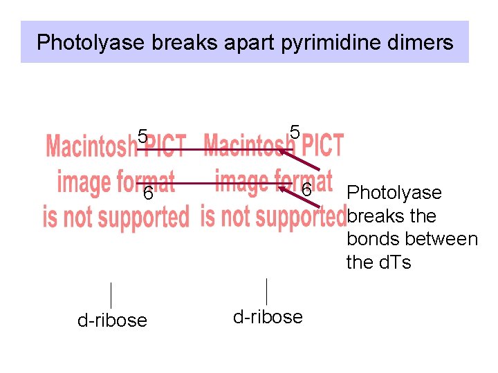 Photolyase breaks apart pyrimidine dimers 5 6 d-ribose Photolyase breaks the bonds between the