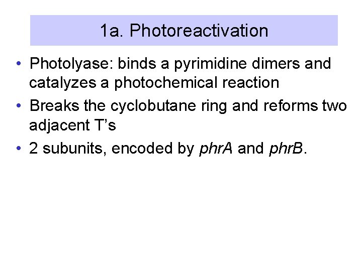 1 a. Photoreactivation • Photolyase: binds a pyrimidine dimers and catalyzes a photochemical reaction