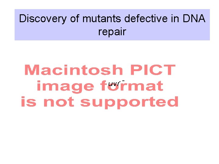 Discovery of mutants defective in DNA repair uvr - 