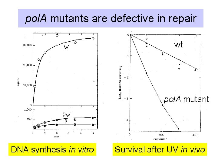 pol. A mutants are defective in repair wt pol. A mutant DNA synthesis in