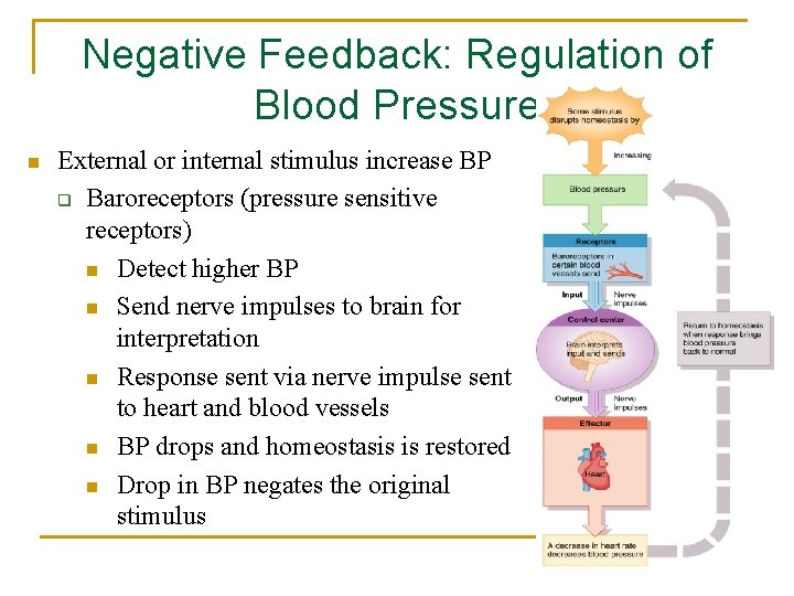 Negative Feedback: Regulation of Blood Pressure n External or internal stimulus increase BP q